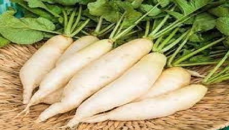 know whom should stay away from radish know whom should stay away from radish