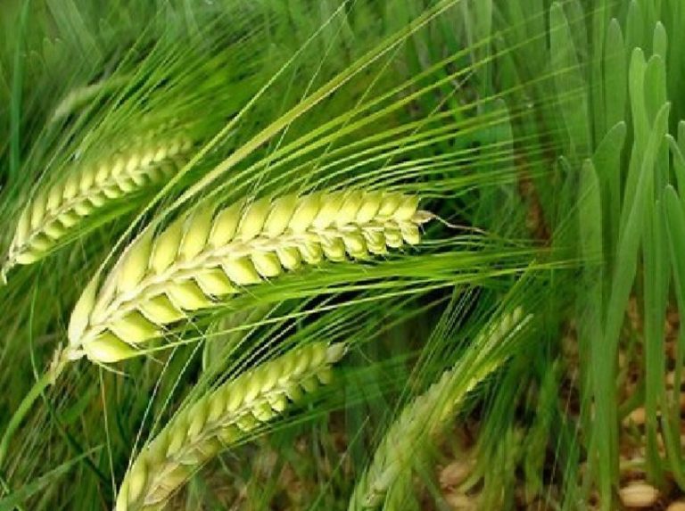 Indias Ethanol Capacity increased Indias Ethanol Capacity increased