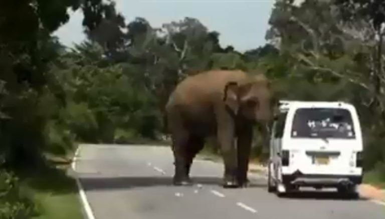 Elephant on killing spree, mauls 16 in 12 days; Sec 144 in Ranchi Elephant on killing spree, mauls 16 in 12 days; Sec 144 in Ranchi