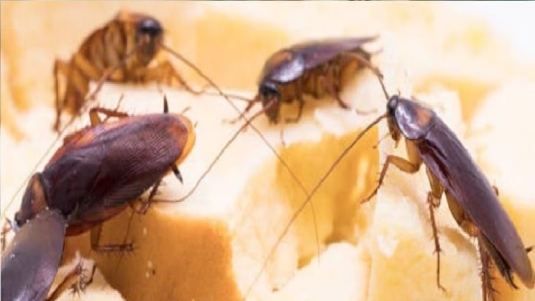 Cockroach Control Tips- follow these home remedies to remove Cockroach from your kitchen