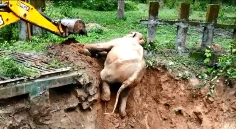 -Elephant rescued out of pit thanks JCB machine in this adorable way. Watch viral video