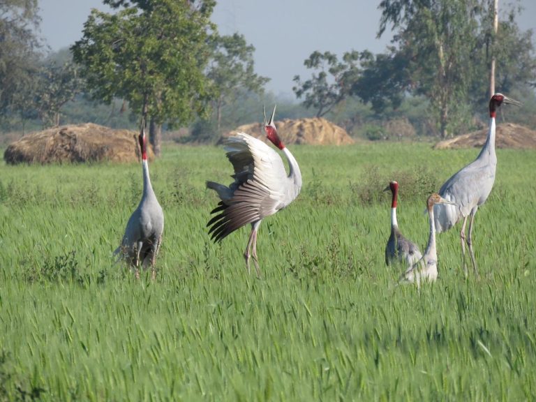 Indian crane Grus Antigone-the worlds highest flying bird-is classified as Vulnerable under the IUCN Red List