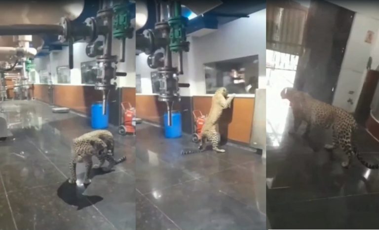 Leopard enters Aarey Milk Factory in Aarey Colony, Mumbai
