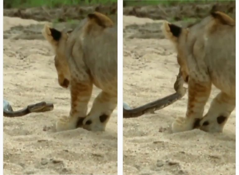 - Shocking Viral Video of fight between a lion and a python is going viral
