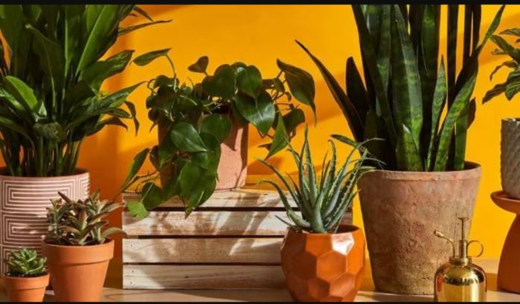 According to Vastu this plant is best for the house, it brings happiness and prosperity to the house