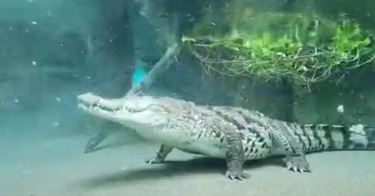 Asia’s first underwater crocodile viewing gallery being built in Byculla Zoo