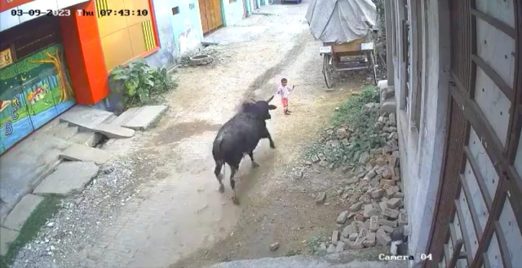 Bull attacks 4-year-old kid in Aligarh, CCTV footage goes viral