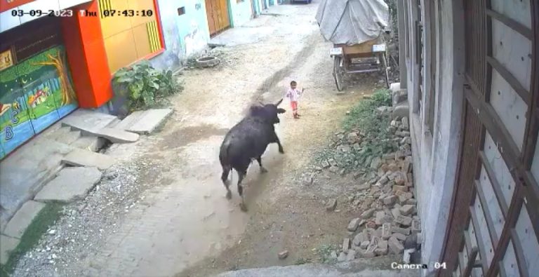 Bull attacks 4-year-old kid in Aligarh, CCTV footage goes viral Bull attacks 4-year-old kid in Aligarh, CCTV footage goes viral