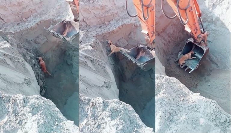 Dog Rescued Using JCB Dog Rescued Using JCB