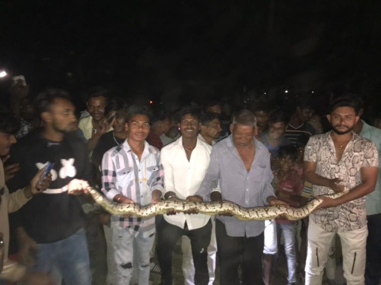 Giant Python caught in this village of surat