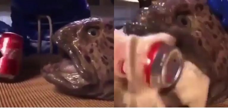 Head of a Anarrhichthys ocellatus which is a species of wolffish, capable of biting after its head has been decapitated