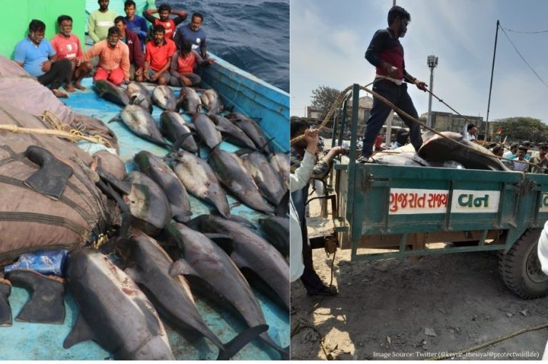 Killing of Dolphin and shark at porbandar Killing of Dolphin and shark at porbandar