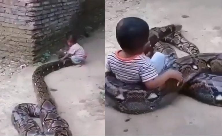 Little child is seen playing with giant python in viral video