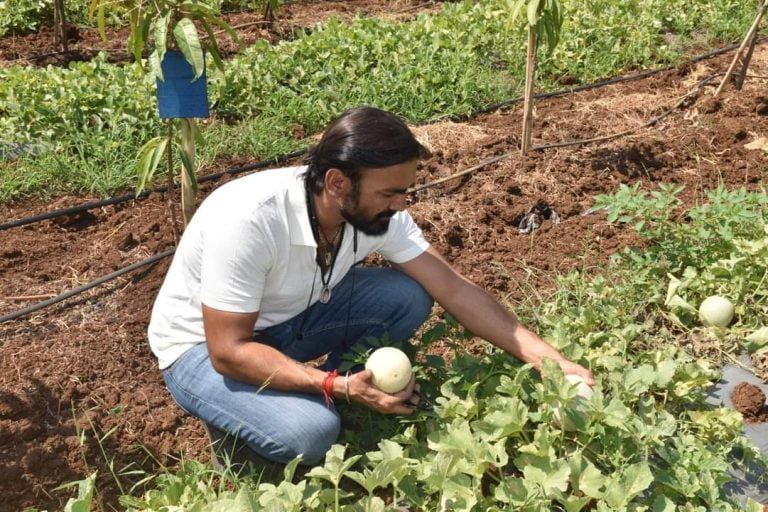 Progressive Farmer From Surat Leaves Engineering Studies To Cultivate With Modern Technology Progressive Farmer From Surat Leaves Engineering Studies To Cultivate With Modern Technology