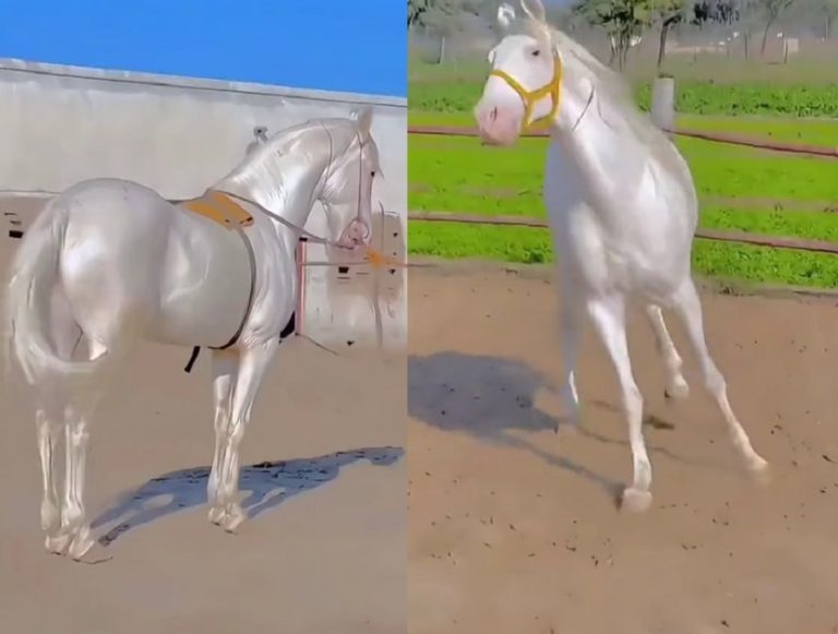 The Akhal-Teke horse, the jewel of Turkmenistan The Akhal-Teke horse, the jewel of Turkmenistan