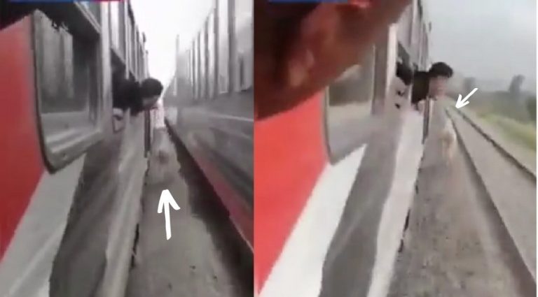 Horse runs between moving train, stationary carriages Horse runs between moving train, stationary carriages