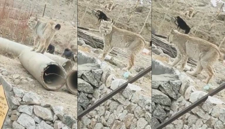 Rare ‘Himalayan Lynx’ spotted in Ladakh