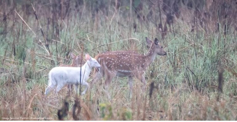 Rare albino deer species sighted in Katarniaghat wildlife division