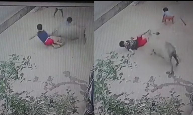 Maharashtra kid sustains severe injuries in pig attack