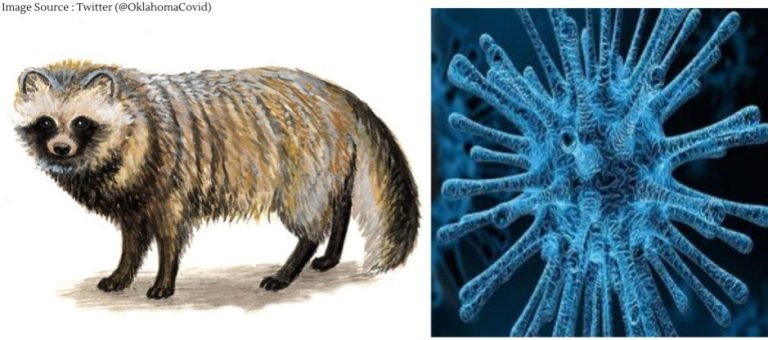 New data links Covid-19’s origins to raccoon dogs at Wuhan market New data links Covid-19’s origins to raccoon dogs at Wuhan market