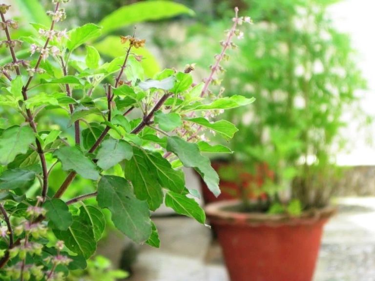 tulsi leaf benefits for health in gujarati tulsi leaf benefits for health in gujarati