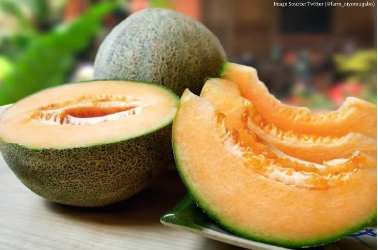 Yubari Melon: The World's Most Expensive Fruit