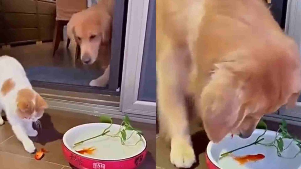 The heartfelt video shows a dog saving a fish's life from a cat