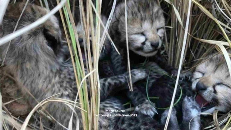 2 more cheetah cubs die in Kuno National Park 2 more cheetah cubs die in Kuno National Park