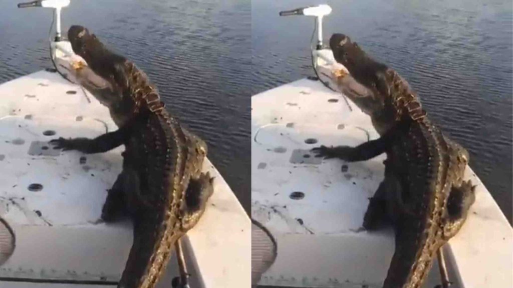 Man Fight With Alligator: A man fought with a dangerous alligator