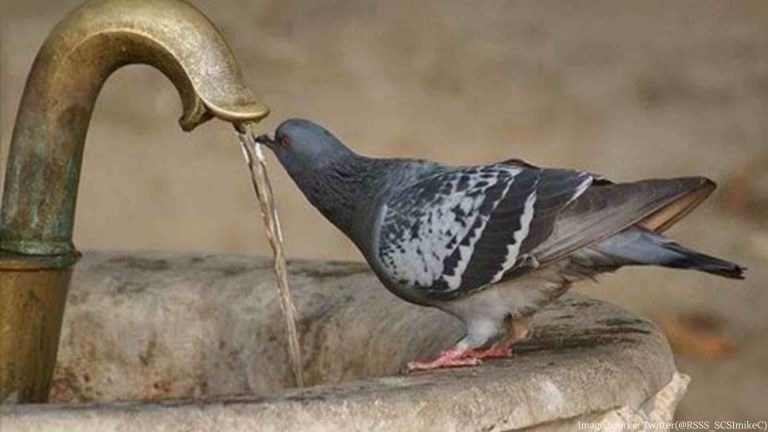 - Birds falling prey to rising temperature, hospital sees two-fold rise in admissions