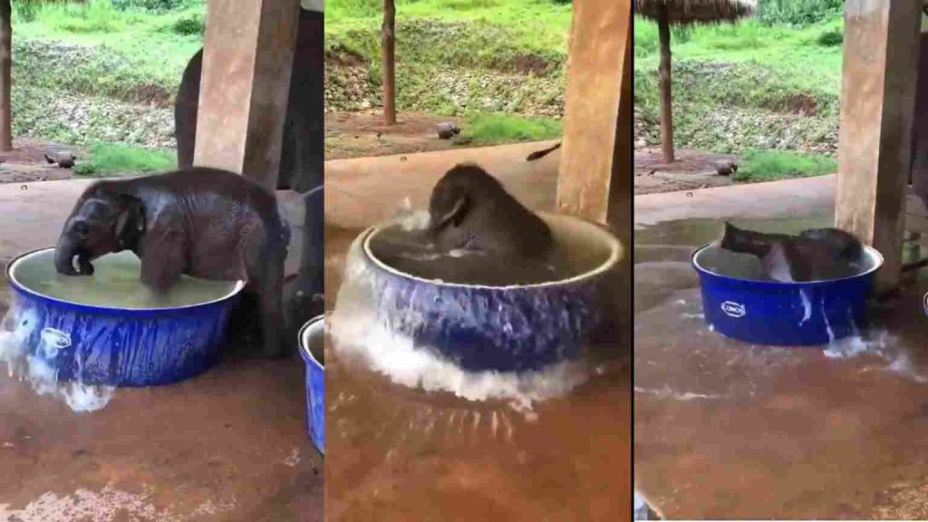 Video of baby elephant enjoying its bath time is too cute to miss. Watch
