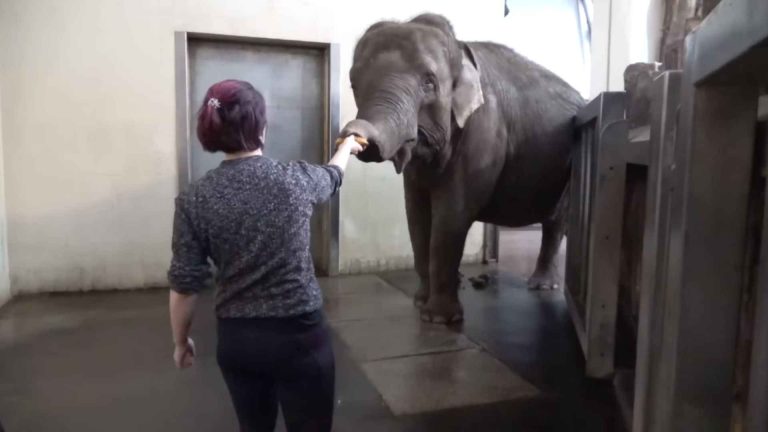 Viral Video: Intelligent elephant peels banana before eating it, wows netizens. Watch Viral Video: Intelligent elephant peels banana before eating it, wows netizens. Watch