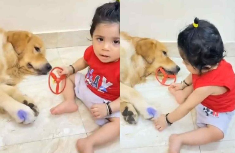 Viral Video : Fight for toy between kid and dog