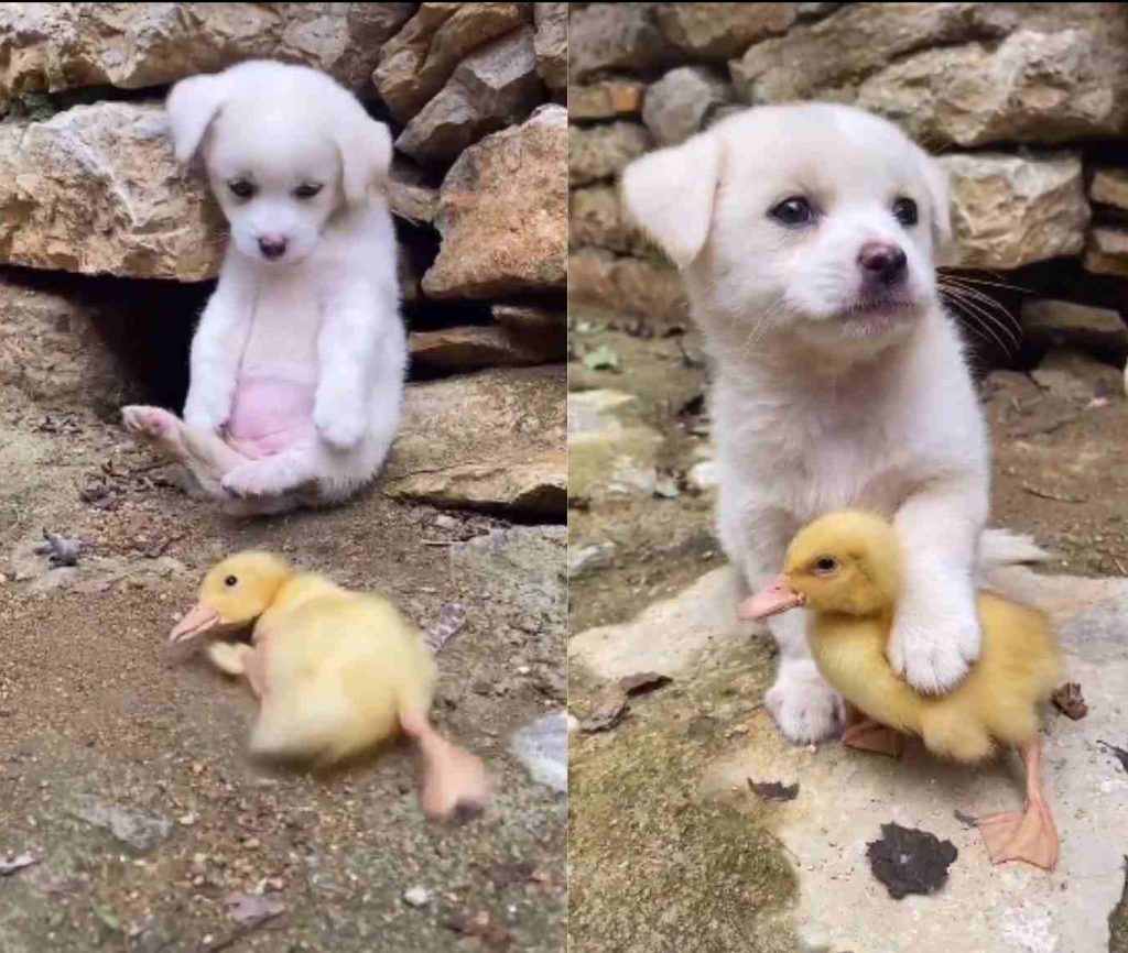 Puppy helps duckling who's flipped over while human watches and films it