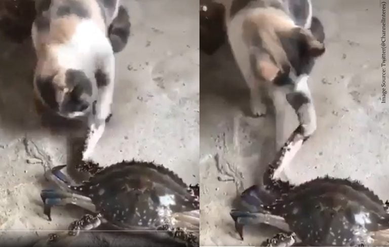 Crab did not like the movement of the cat funny VIDEO Viral on social media Crab did not like the movement of the cat funny VIDEO Viral on social media