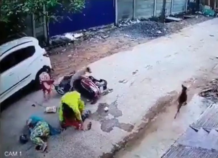 Accident of scooter because of stray dogs Accident of scooter because of stray dogs