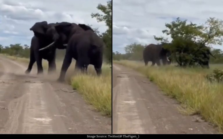 Viral Video Of Two Elephants Ferociously Fighting Each Other Stuns Internet