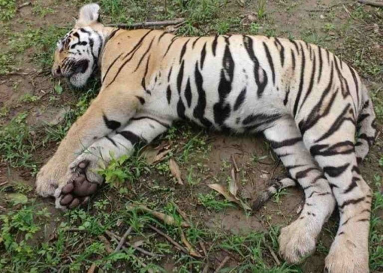 Tiger cub dies