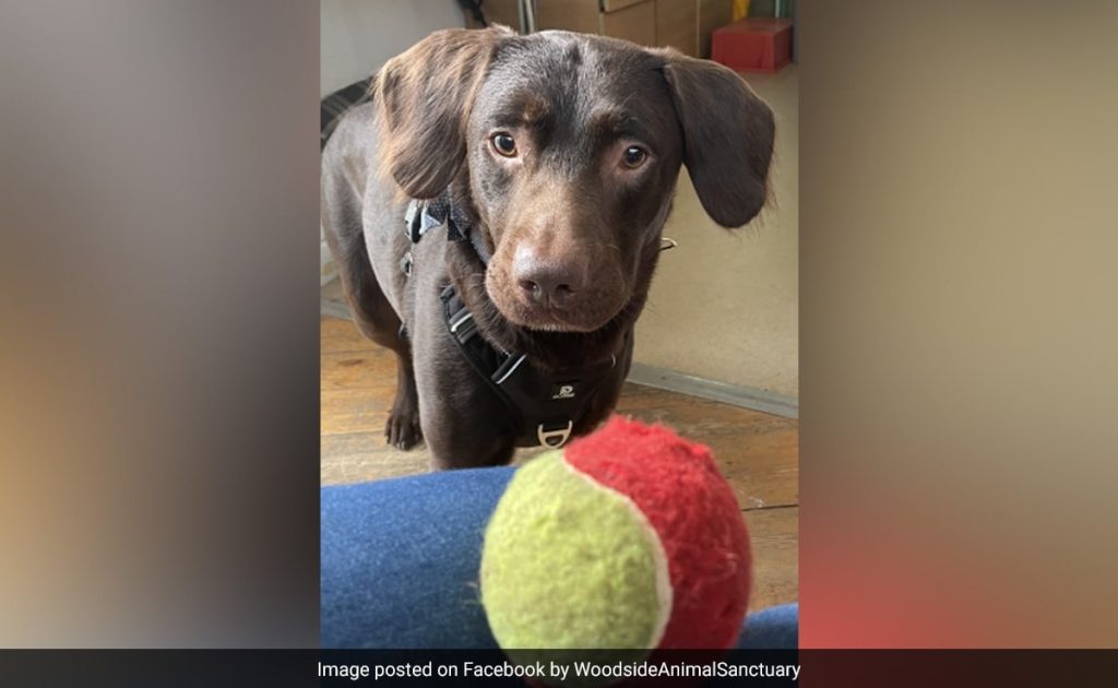 'Alcoholic' dog becomes first canine to be treated for addiction