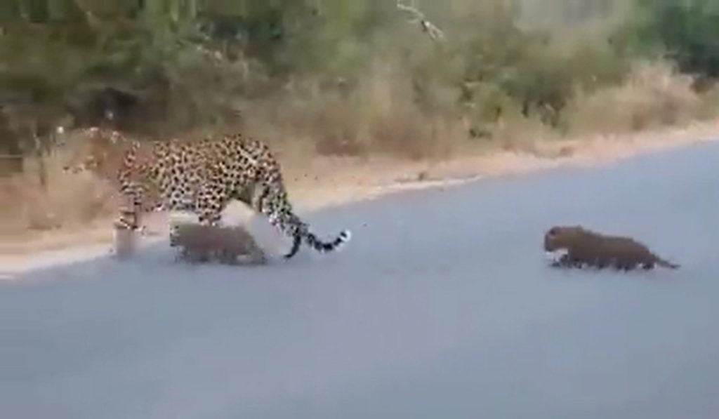 Video of leopardess helping cubs cross road goes viral
