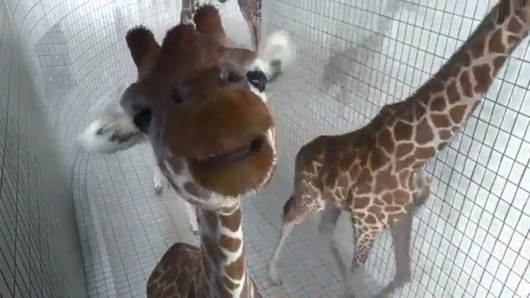 this giraffe also likes to stand and pose in front of the camera