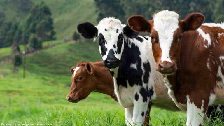 18000 cows died due to fire in daily farm in USA 18000 cows died due to fire in daily farm in USA