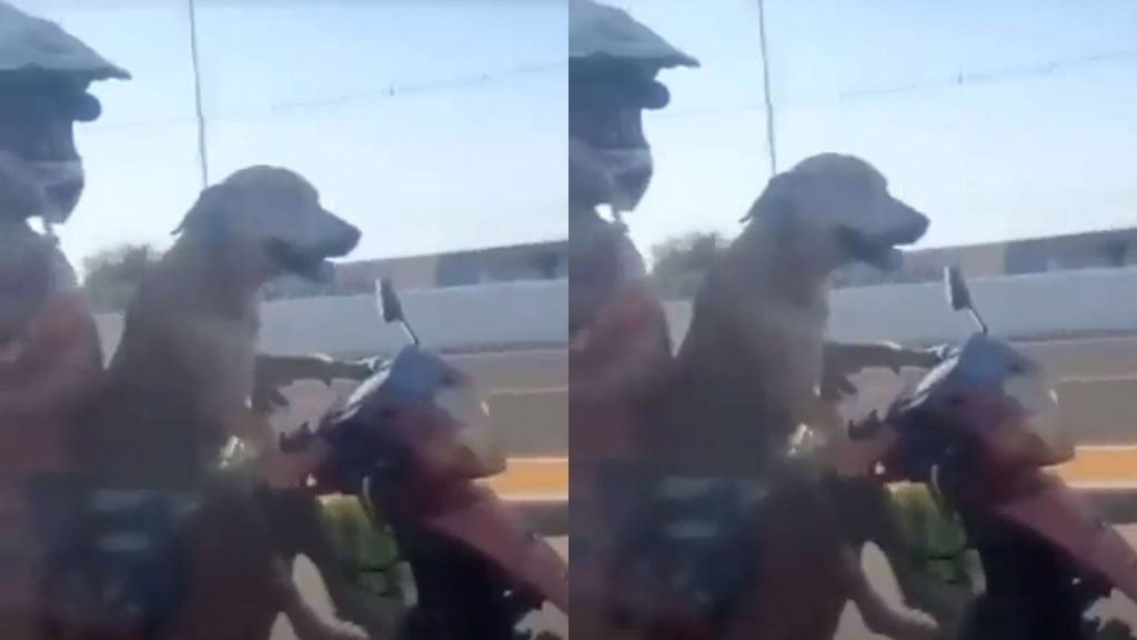 This great dog driving a motorbike on the highway is so happy