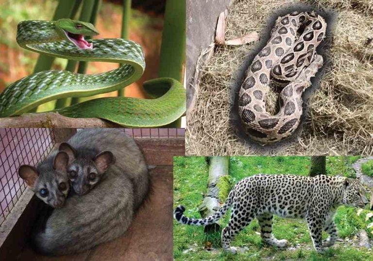 Animal lovers rejoice: 28 different species of animals Animal lovers rejoice: 28 different species of animals