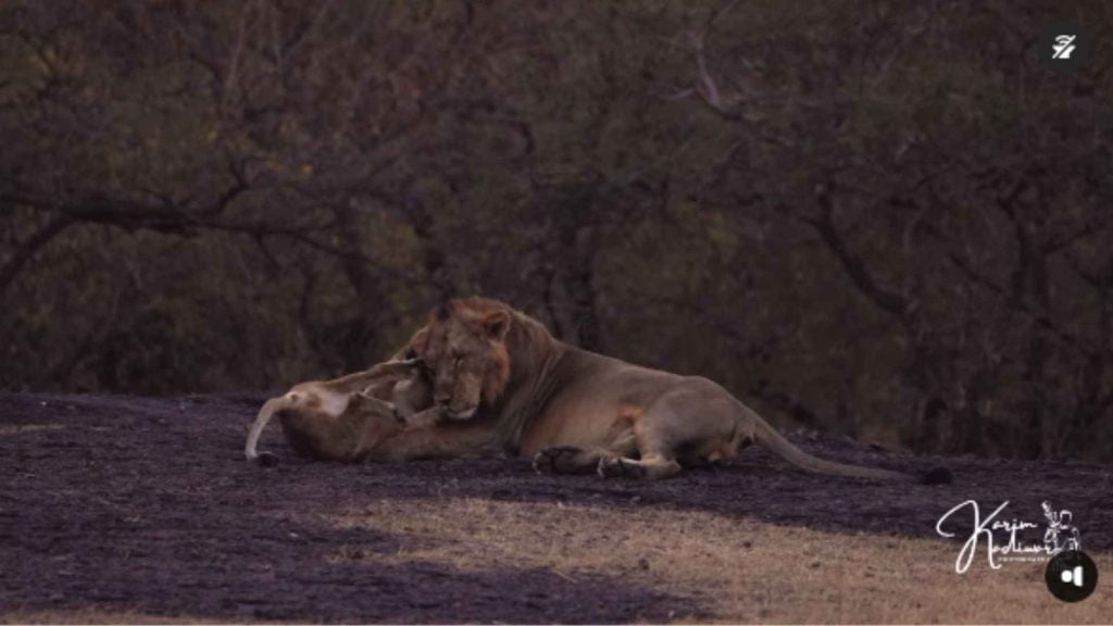 video of a lion cub frolicking with a lioness in the gir forest