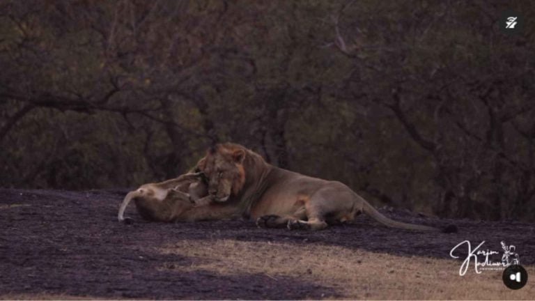 video of a lion cub frolicking with a lioness in the gir forest video of a lion cub frolicking with a lioness in the gir forest