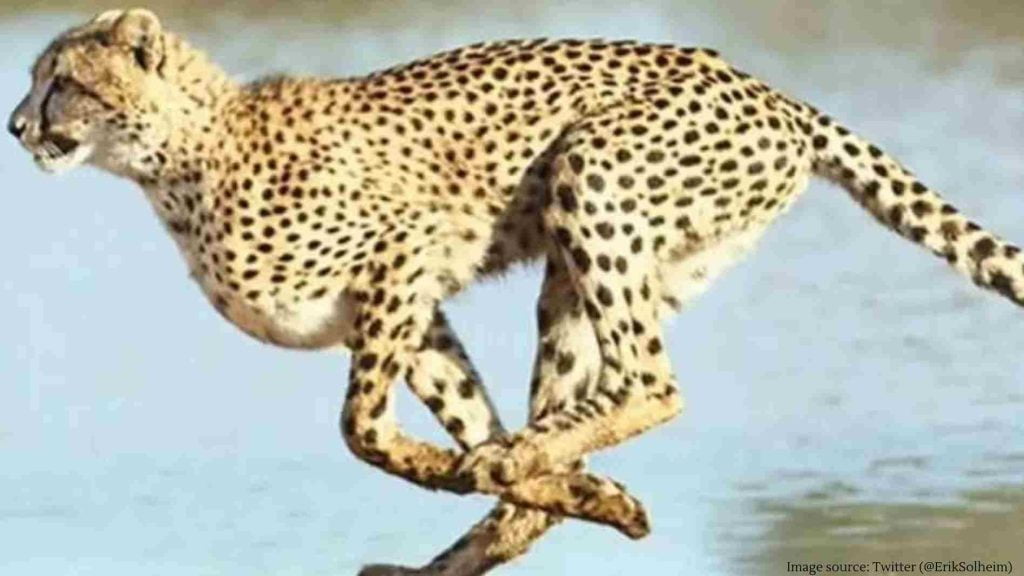 કુનો નેશનલ પાર્કમાંથી ભાગી ગયેલો ઓબાન ચિત્તો આખરે ઝડપાયો, આ દેશની ટીમે પાર પાડ્યું રેસ્ક્યુ ઓપરેશન.. હજુ એક ફરાર.