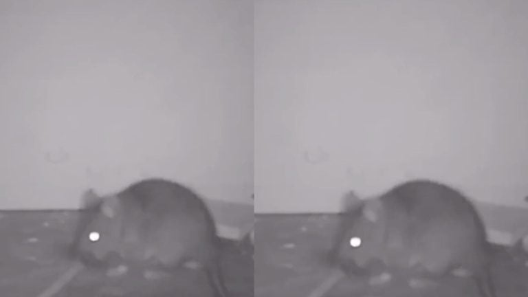 Rats are using tools to avoid mouse trap