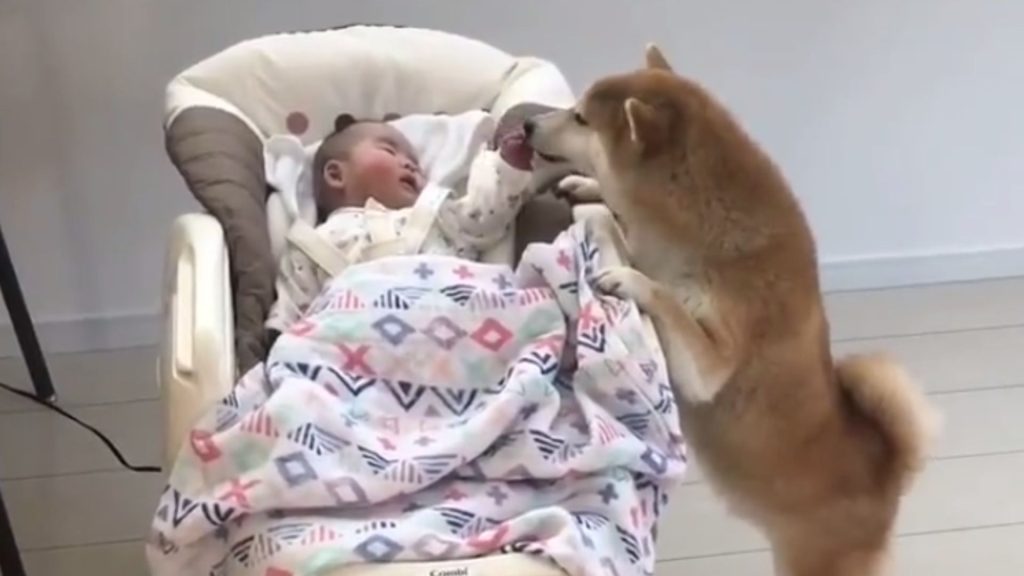A dog stops crying boy by playing with him