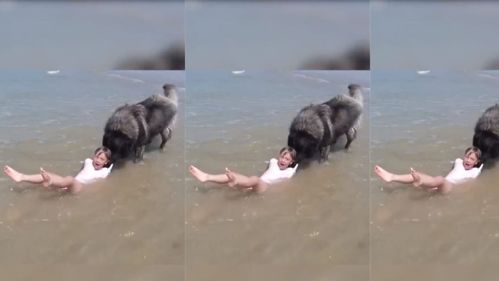Dog tries to save small girl from sea waves